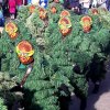 20200215_umzug_haidgau_00005